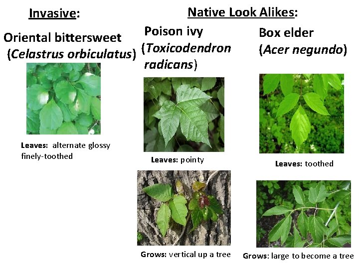 Native Look Alikes: Poison ivy Box elder Oriental bittersweet (Acer negundo) (Celastrus orbiculatus) (Toxicodendron