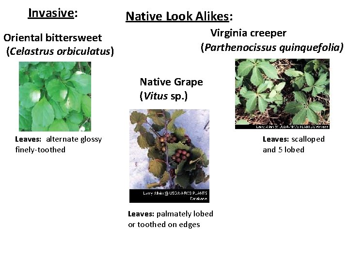 Invasive: Oriental bittersweet (Celastrus orbiculatus) Native Look Alikes: Virginia creeper (Parthenocissus quinquefolia) Native Grape