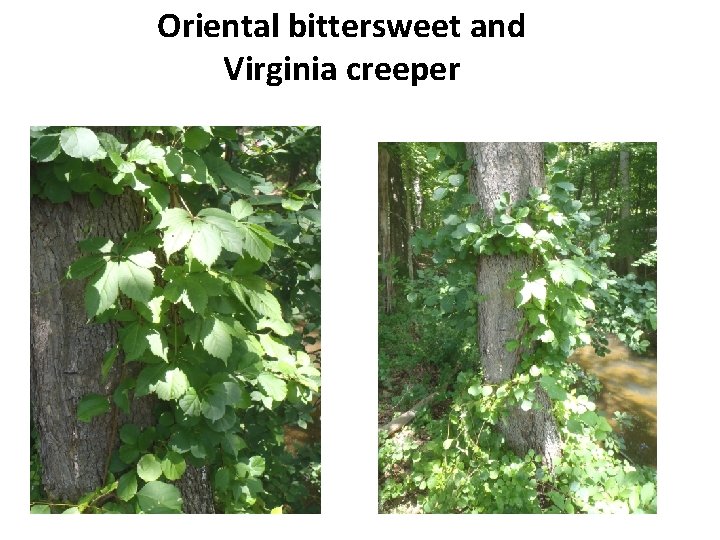 Oriental bittersweet and Virginia creeper 