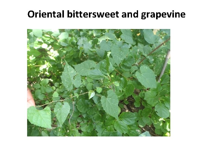 Oriental bittersweet and grapevine 