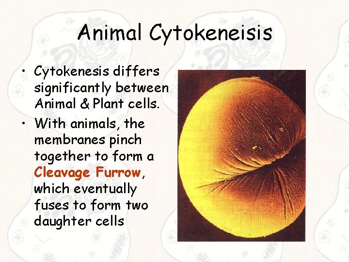 Animal Cytokeneisis • Cytokenesis differs significantly between Animal & Plant cells. • With animals,