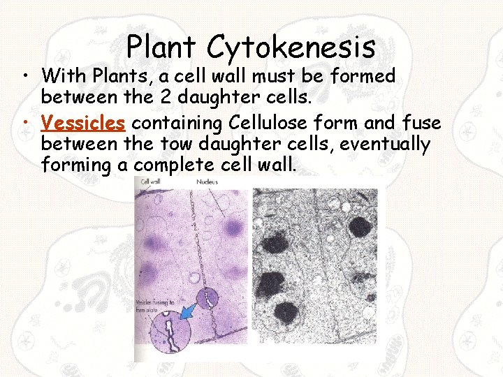 Plant Cytokenesis • With Plants, a cell wall must be formed between the 2