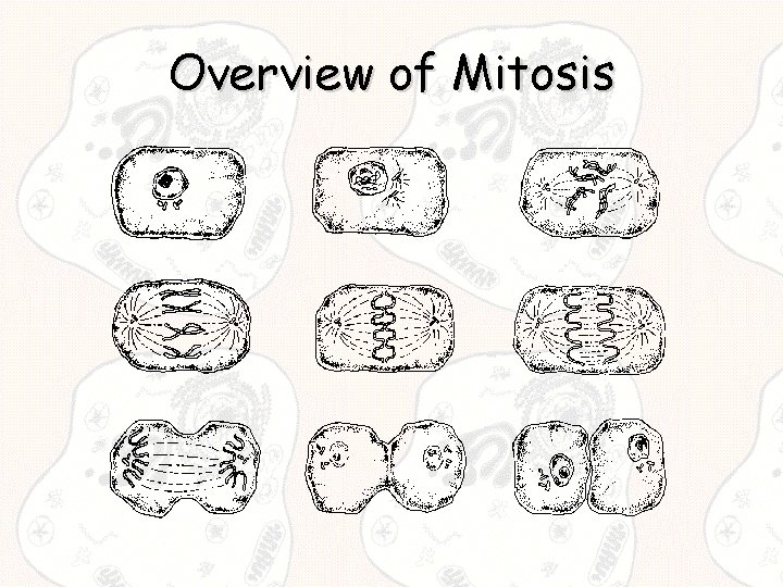 Overview of Mitosis 