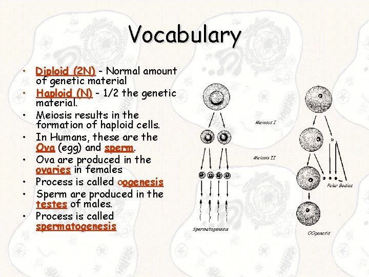 Vocabulary • Diploid (2 N) - Normal amount of genetic material • Haploid (N)