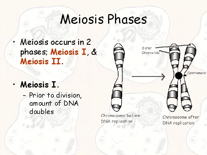 Meiosis Phases • Meiosis occurs in 2 phases; Meiosis I, & Meiosis II. •