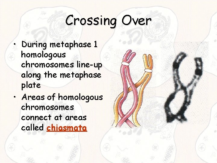 Crossing Over • During metaphase 1 homologous chromosomes line-up along the metaphase plate •