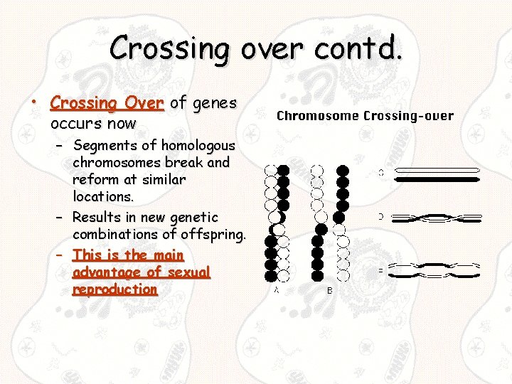 Crossing over contd. • Crossing Over of genes occurs now – Segments of homologous