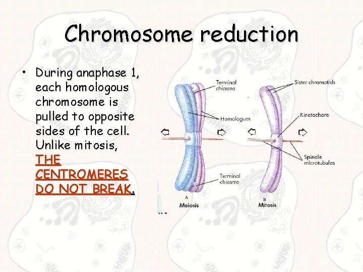 Chromosome reduction • During anaphase 1, each homologous chromosome is pulled to opposite sides