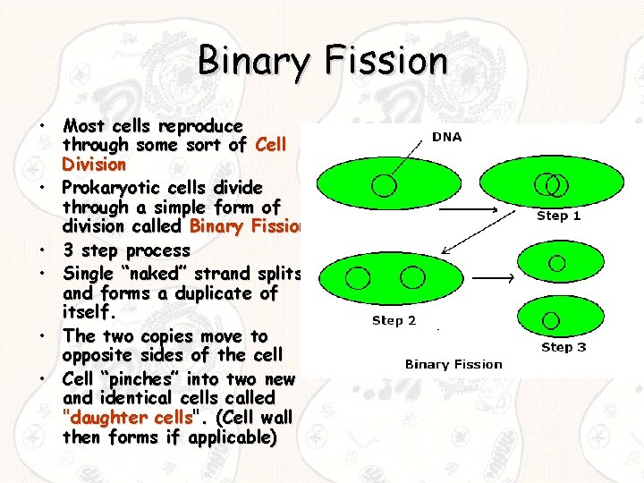 Binary Fission • Most cells reproduce through some sort of Cell Division • Prokaryotic