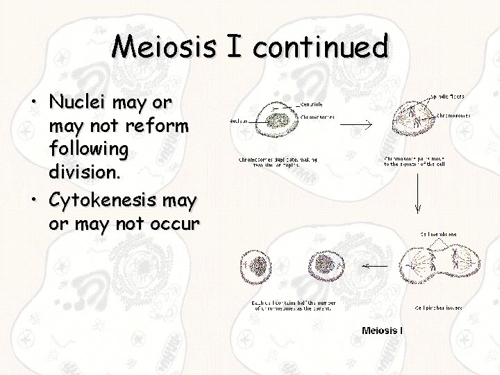 Meiosis I continued • Nuclei may or may not reform following division. • Cytokenesis