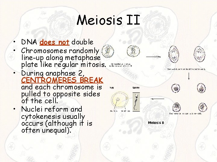 Meiosis II • DNA does not double • Chromosomes randomly line-up along metaphase plate