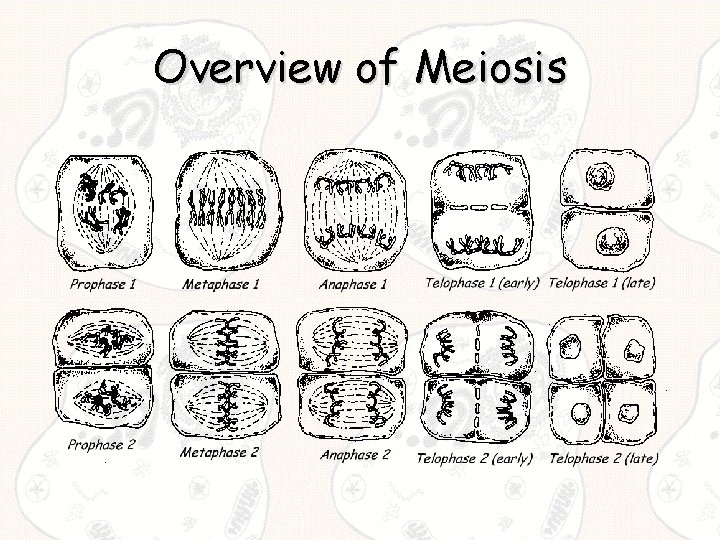 Overview of Meiosis 