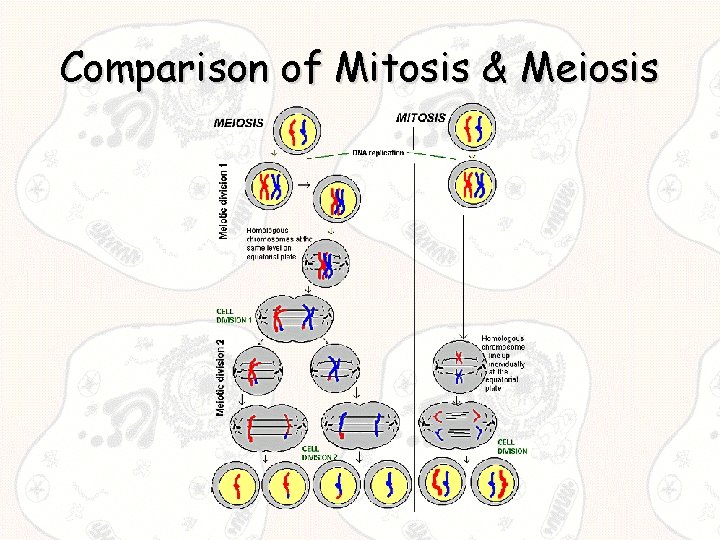 Comparison of Mitosis & Meiosis 