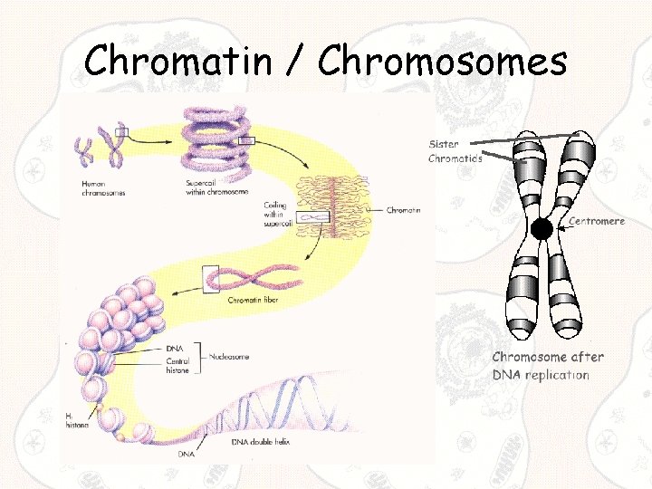 Chromatin / Chromosomes 