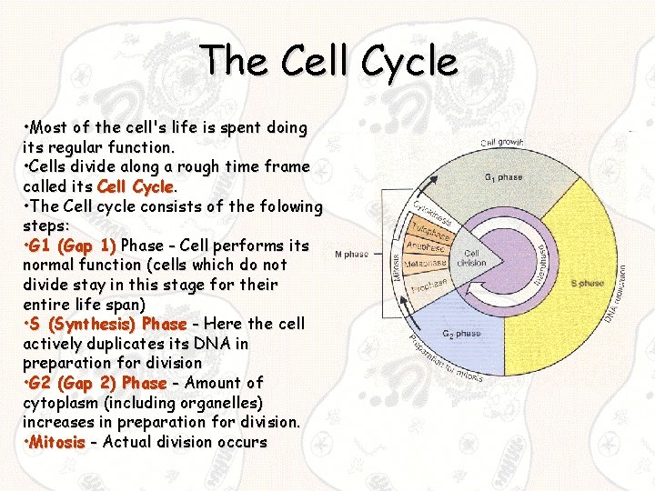 The Cell Cycle • Most of the cell's life is spent doing its regular