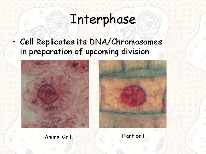 Interphase • Cell Replicates its DNA/Chromosomes in preparation of upcoming division Animal Cell Plant