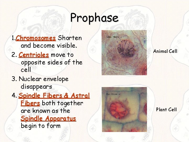 Prophase 1. Chromosomes Shorten and become visible. 2. Centrioles move to opposite sides of