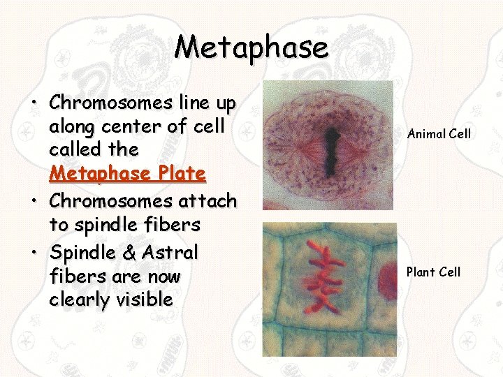 Metaphase • Chromosomes line up along center of cell called the Metaphase Plate •