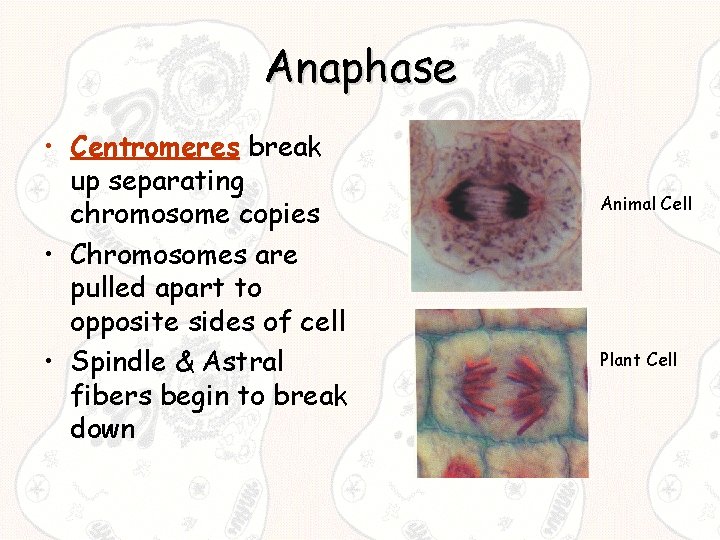 Anaphase • Centromeres break up separating chromosome copies • Chromosomes are pulled apart to