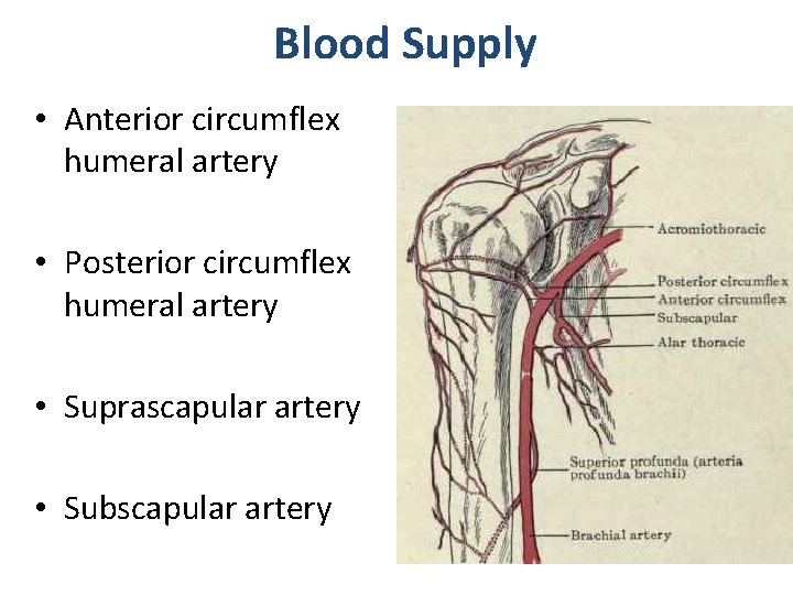 Blood Supply • Anterior circumflex humeral artery • Posterior circumflex humeral artery • Suprascapular