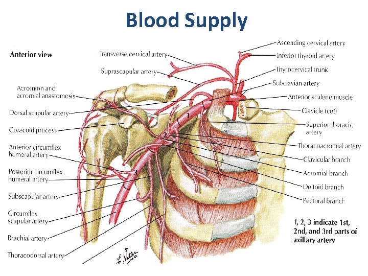 Blood Supply 
