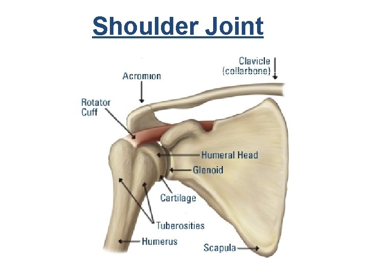 Shoulder Joint 