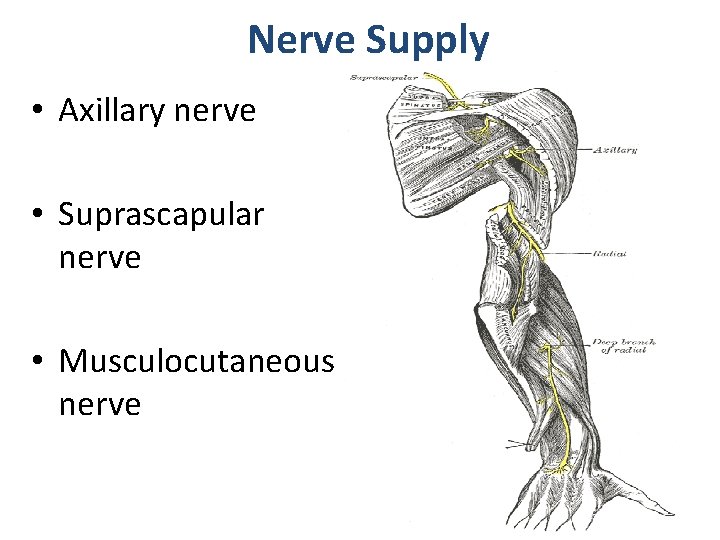 Nerve Supply • Axillary nerve • Suprascapular nerve • Musculocutaneous nerve 