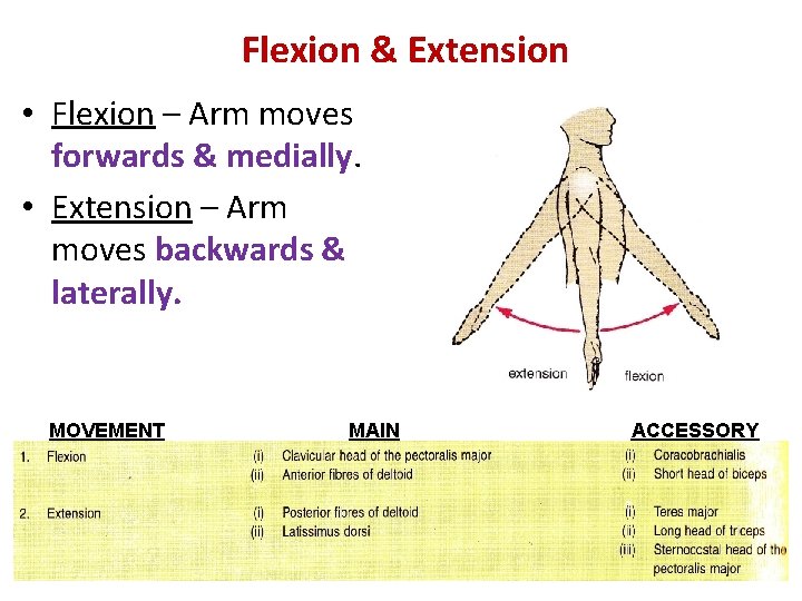 Flexion & Extension • Flexion – Arm moves forwards & medially. • Extension –
