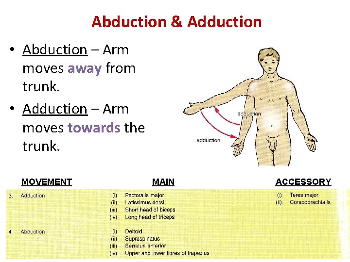 Abduction & Adduction • Abduction – Arm moves away from trunk. • Adduction –