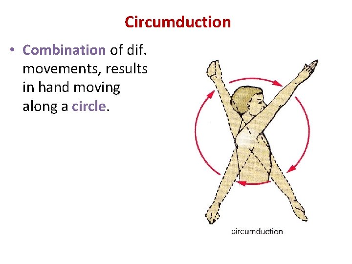 Circumduction • Combination of dif. movements, results in hand moving along a circle. 