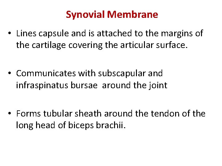 Synovial Membrane • Lines capsule and is attached to the margins of the cartilage