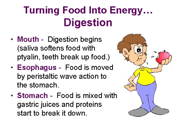 Turning Food Into Energy… Digestion • Mouth - Digestion begins (saliva softens food with