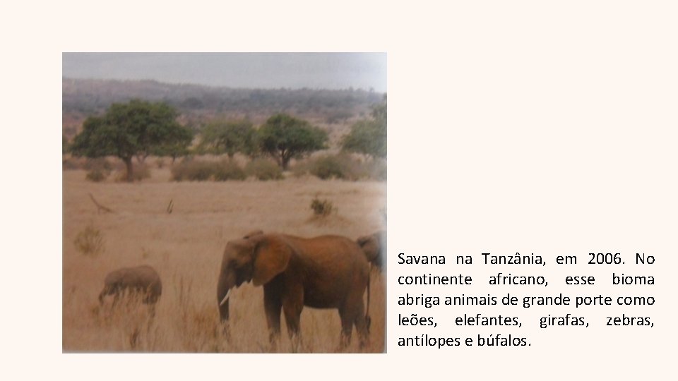 Savana na Tanzânia, em 2006. No continente africano, esse bioma abriga animais de grande