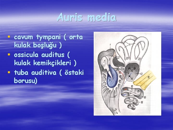 Auris media § cavum tympani ( orta kulak boşluğu ) § ossicula auditus (