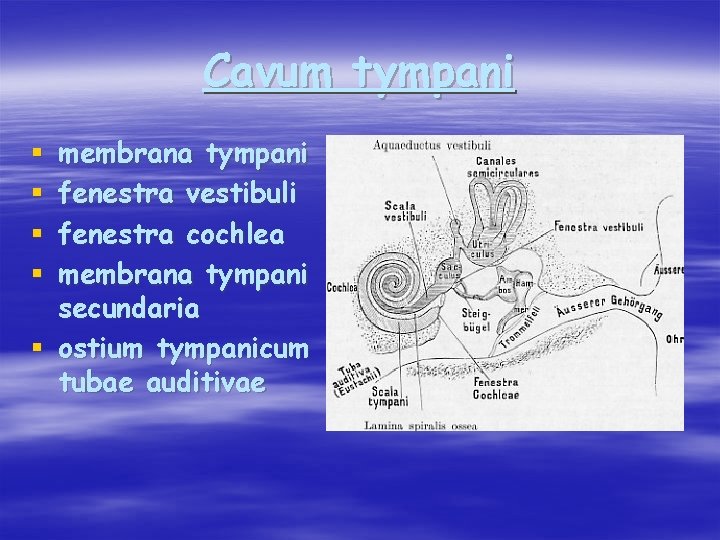 Cavum tympani membrana tympani fenestra vestibuli fenestra cochlea membrana tympani secundaria § ostium tympanicum