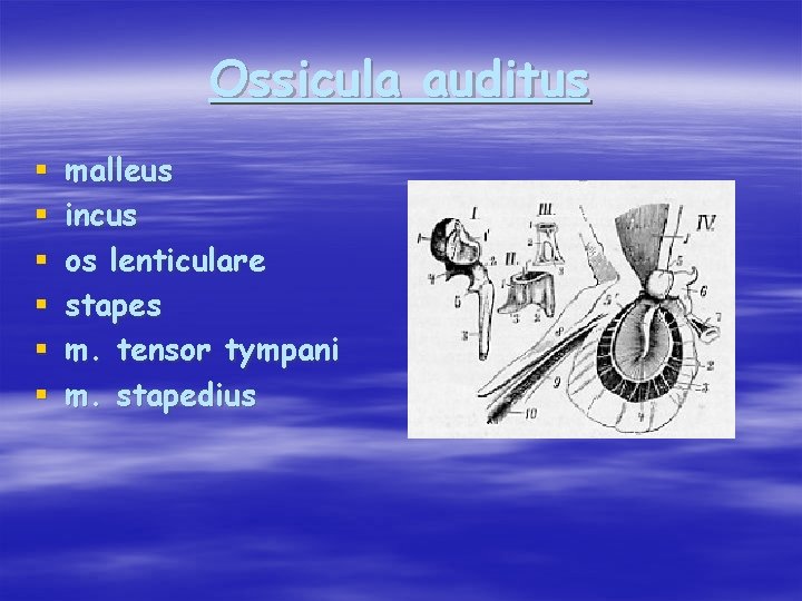 Ossicula auditus § § § malleus incus os lenticulare stapes m. tensor tympani m.