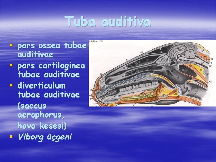 Tuba auditiva § pars ossea tubae auditivae § pars cartilaginea tubae auditivae § diverticulum