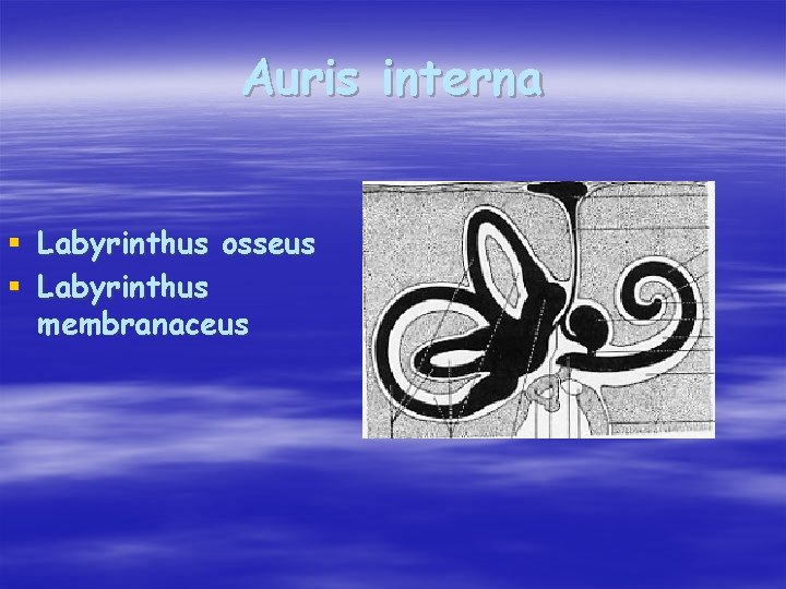 Auris interna § Labyrinthus osseus § Labyrinthus membranaceus 