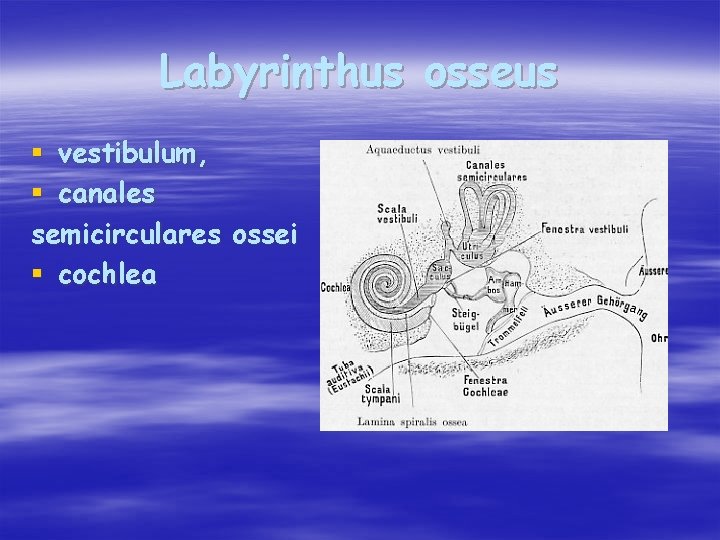 Labyrinthus osseus § vestibulum, § canales semicirculares ossei § cochlea 