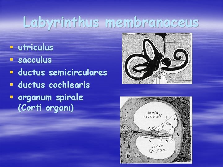 Labyrinthus membranaceus § § § utriculus sacculus ductus semicirculares ductus cochlearis organum spirale (Corti