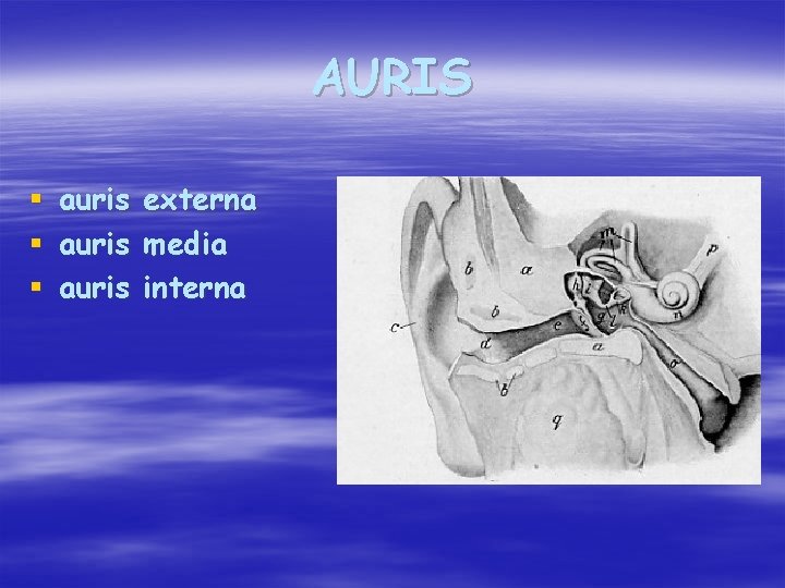 AURIS § auris externa § auris media § auris interna 