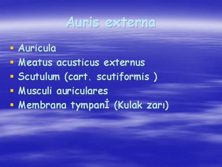 Auris externa § § § Auricula Meatus acusticus externus Scutulum (cart. scutiformis ) Musculi