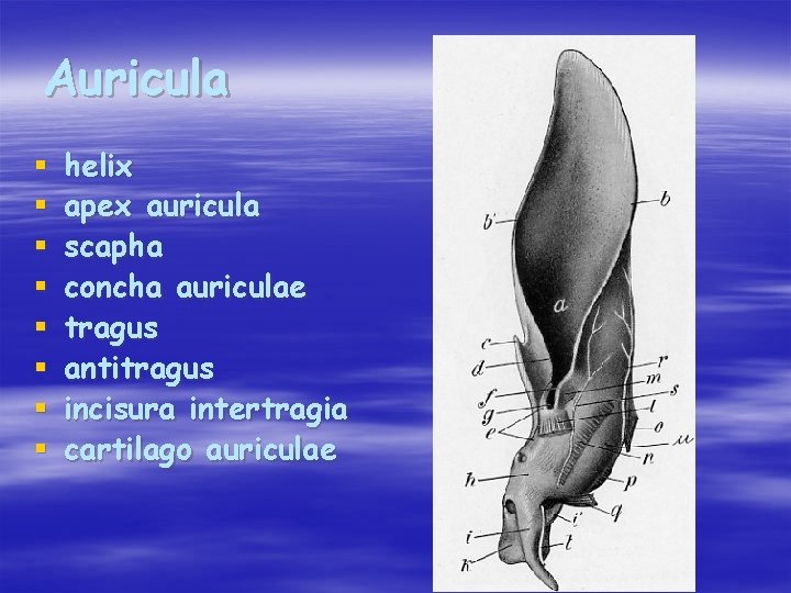 Auricula § § § § helix apex auricula scapha concha auriculae tragus antitragus incisura