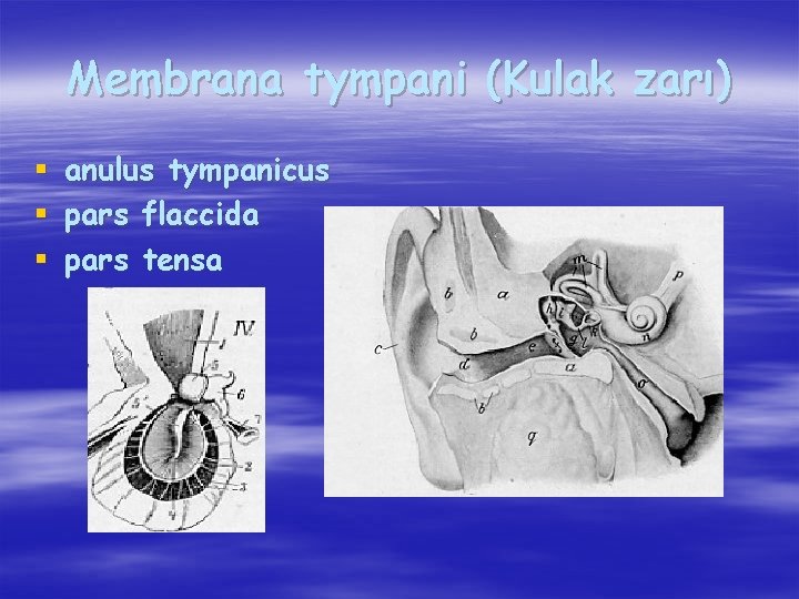 Membrana tympani (Kulak zarı) § § § anulus tympanicus pars flaccida pars tensa 