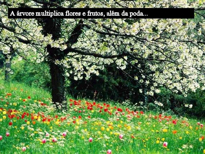 A árvore multiplica flores e frutos, além da poda. . . 
