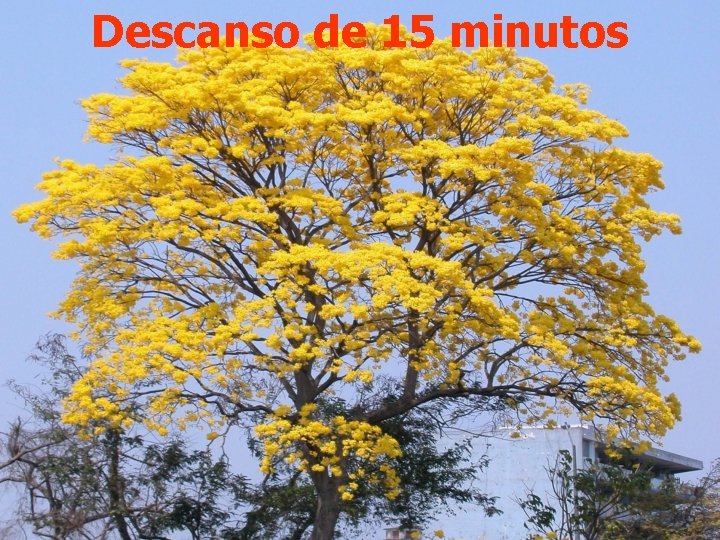 Descanso de 15 minutos 