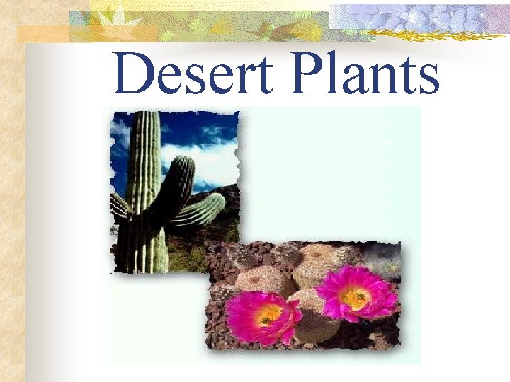 Desert Plants 