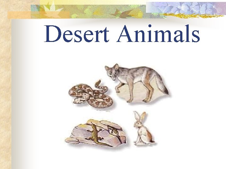 Desert Animals 