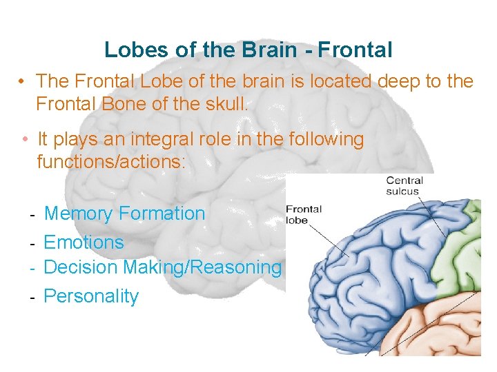 Lobes of the Brain - Frontal • The Frontal Lobe of the brain is