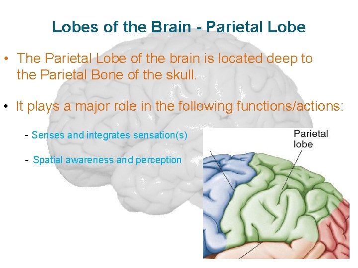 Lobes of the Brain - Parietal Lobe • The Parietal Lobe of the brain